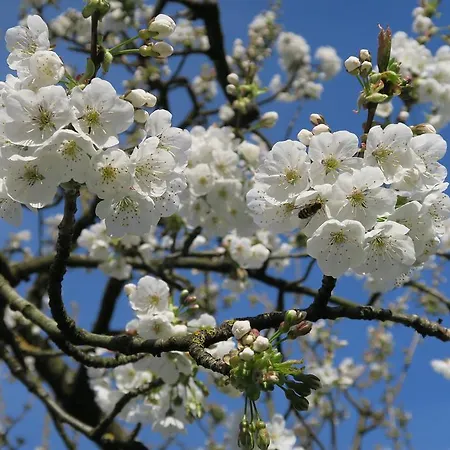 Haus Am Blauenbach *