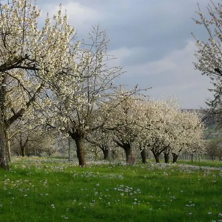 アパート ハウス　アム　ブラウエンバッハ *