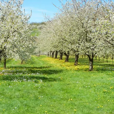 Haus Am Blauenbach שלינגן